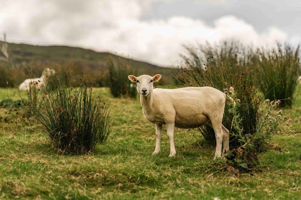Oaklane Glamping Villa Kenmare Eksteriør billede